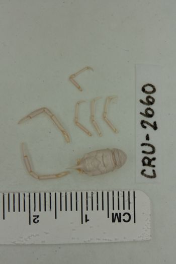 Media type: image;   Invertebrate Zoology CRU-2660 Description: Preserved specimen.;